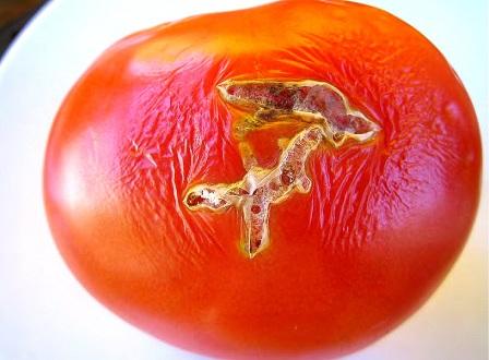 Поврежденный плод томата